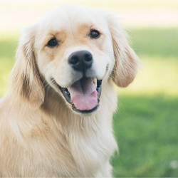 Presented by Nick Bexfield BVetMed PhD DSAM DipECVIM-CA PGDipMEdSci PGCHE FHEA MRCVS Presented by Nick Bexfield BVetMed PhD DSAM DipECVIM-CA PGDipMEdSci PGCHE FHEA MRCVS